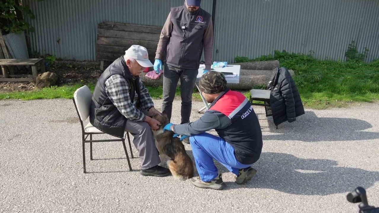 Düzce’de 175 köpek yerinde sahiplendirildi
