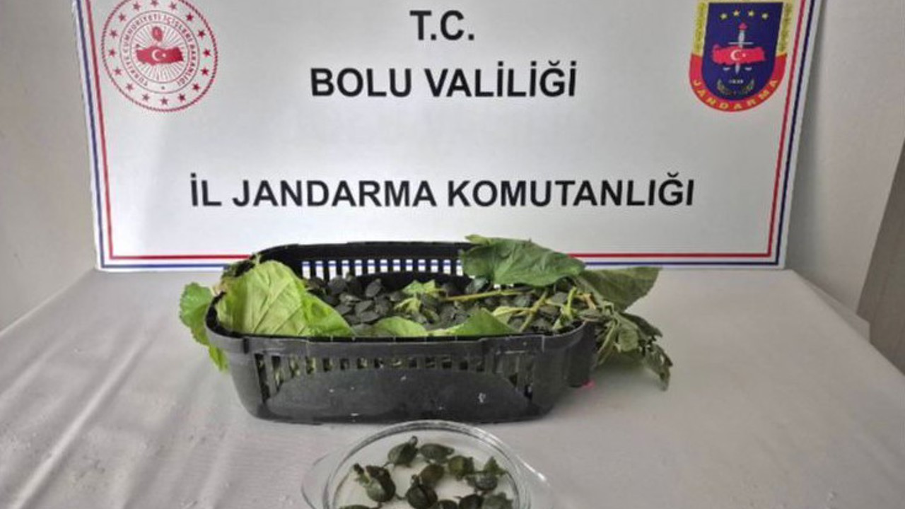 Yolcu otobüsünde 500 yasaklı su kaplumbağası ele geçirildi
