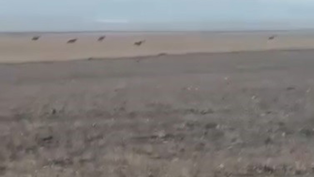 Kars’ta köye inen kurt sürüsü kamerada
