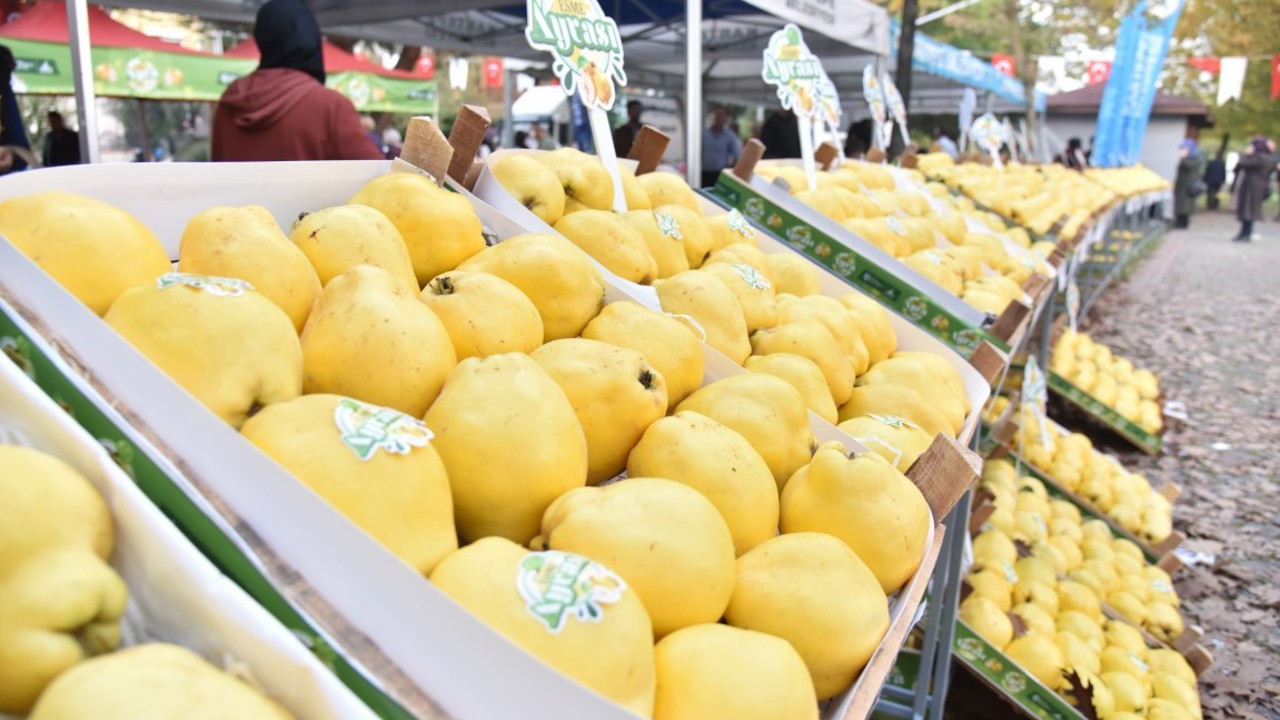 Kartepe’de Eşme Ayva Festivali düzenlenecek
