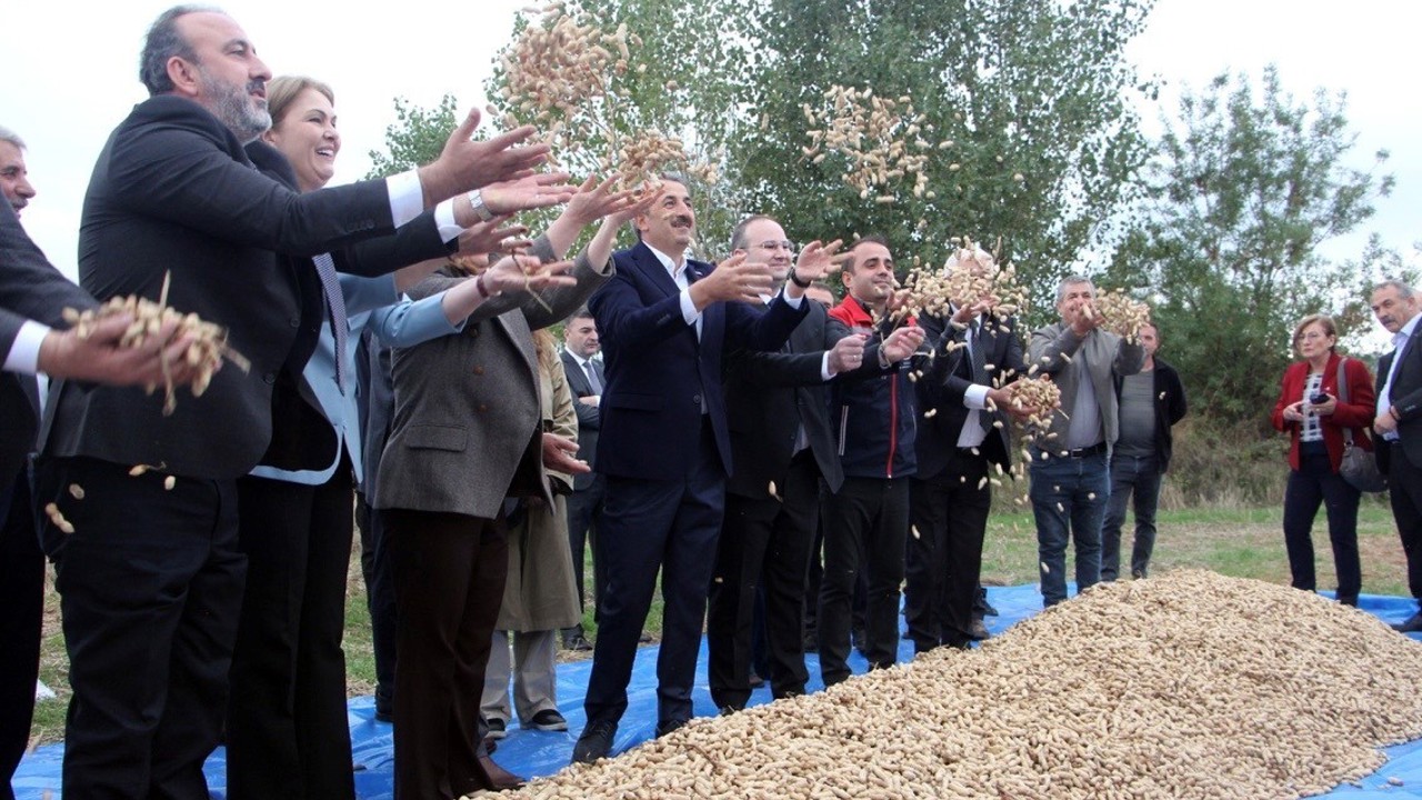 Meriç’te fıstık şenliği
