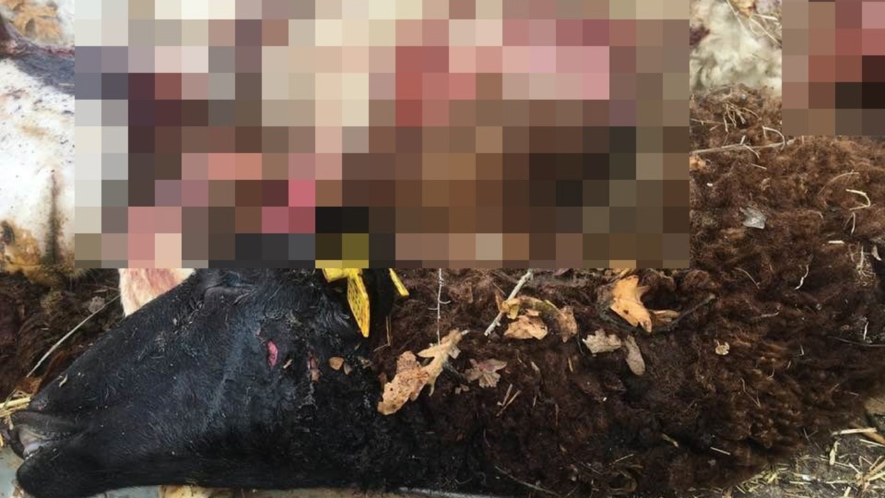 Sürüden ayrılan koyunları kurt telef etti
