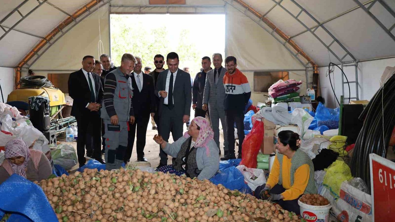Dinar’da ceviz hasadı başladı
