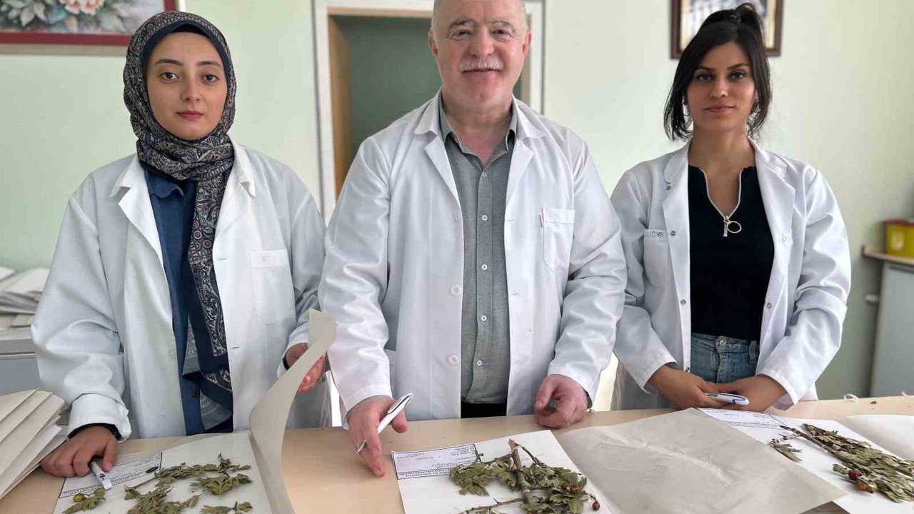 90 bin bitki örneğiyle bilimsel bir hazine: VANF Herbaryumu
