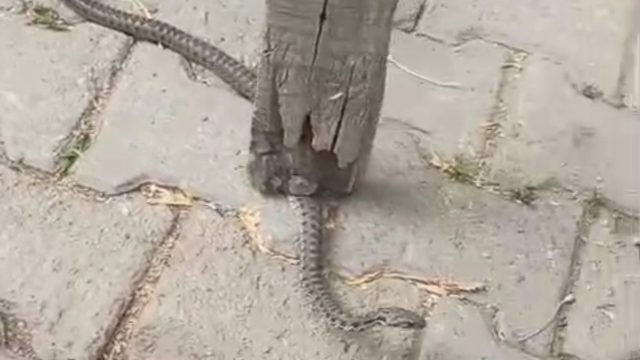Mahallelinin korkulu rüyası olan yılan, 3 günlük nöbet sonrası yakalandı
