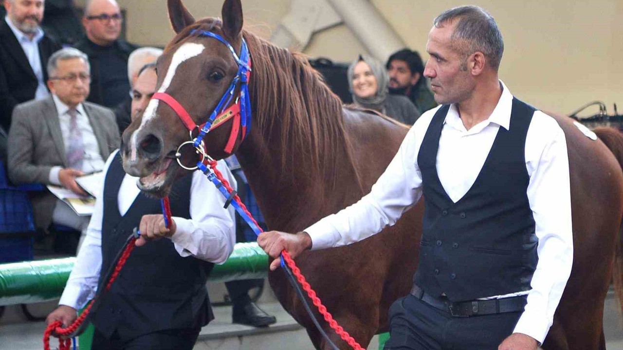 Sultansuyu’nun şampiyon tayları Veliefendi’de rekor fiyatlara satıldı
