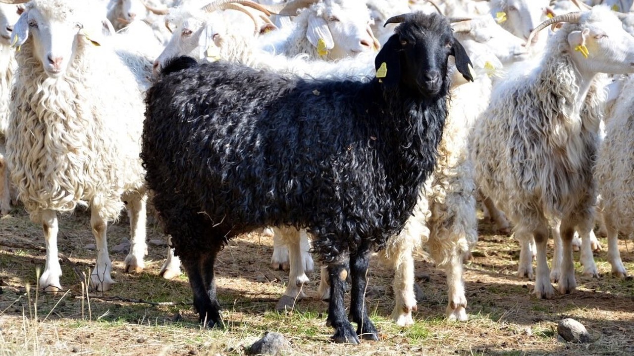 Bolu’da tiftik keçisine 3 milyon liralık destek
