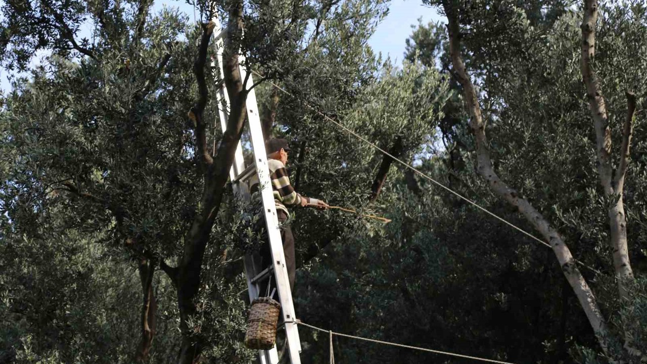 Artvin’de üstün lezzet ödüllü Butko zeytininin hasadı başladı
