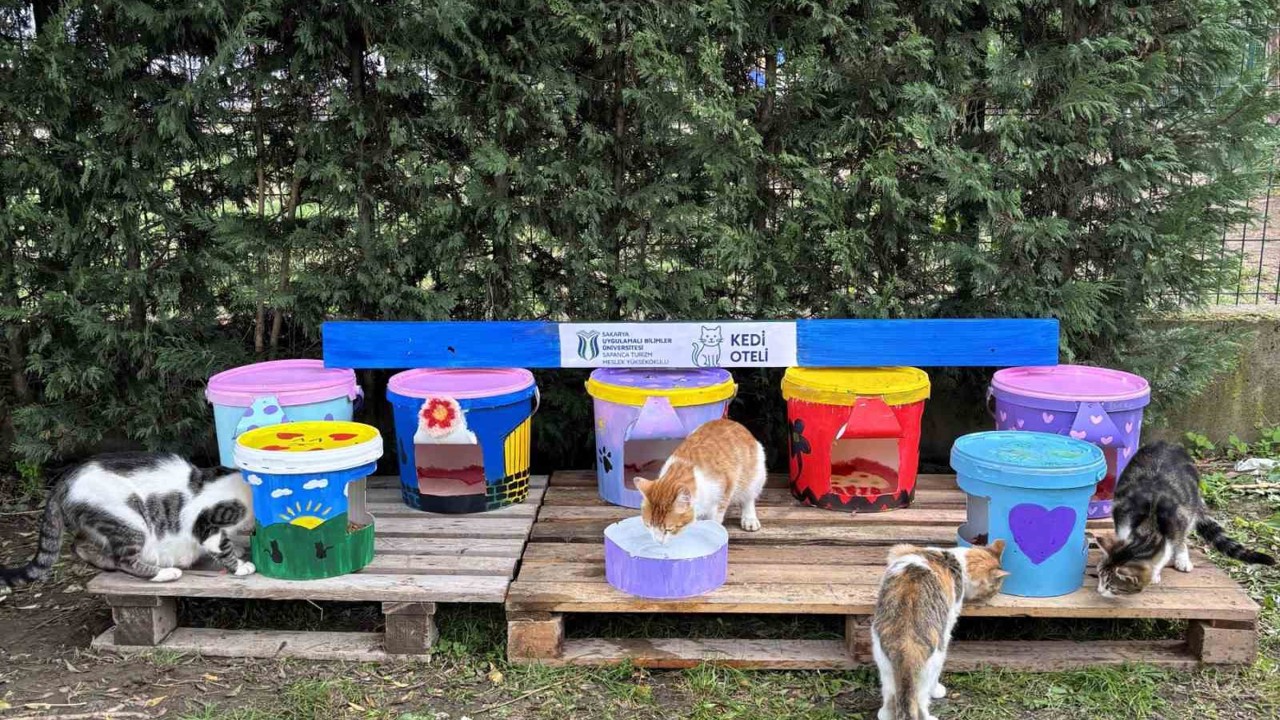 Geri dönüştürülen kovalar kedi oteline dönüştü
