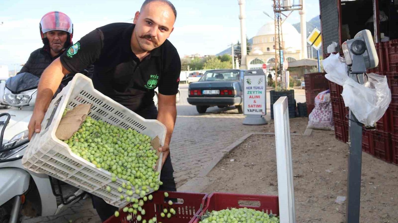 Fethiye’de zeytin hasadı başladı
