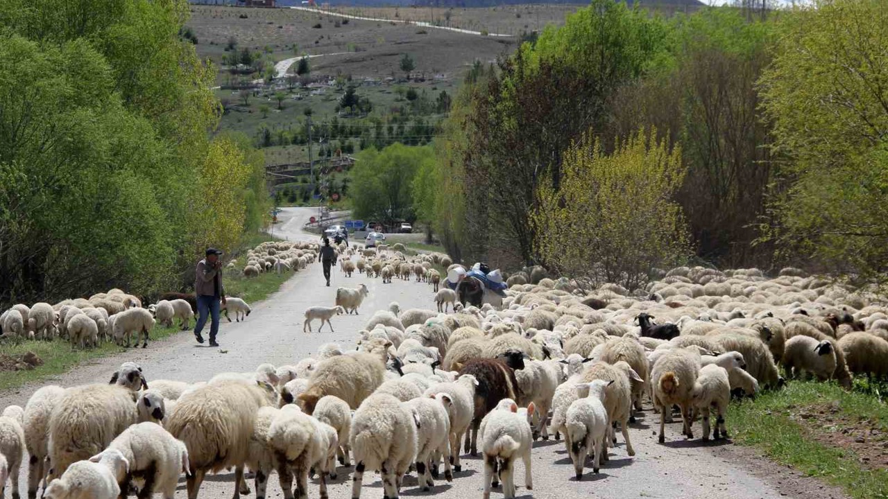 Yayla mesaisini tamamlayan Doğu Anadolu’daki göçerler dönüş yolunda
