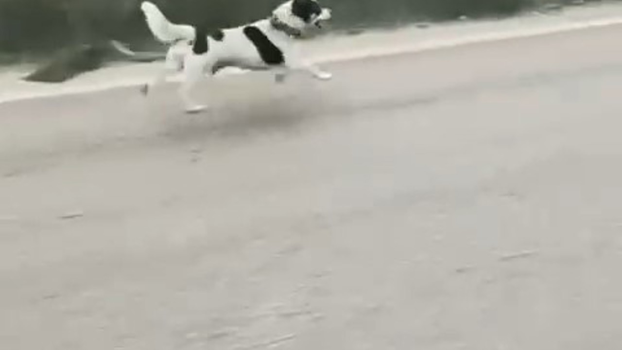 Bursa’da yağmura aldırış etmeden koşan köpek yürekleri burktu
