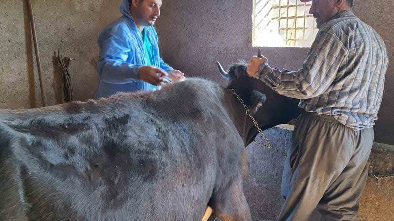 Güroymak’ta şap aşısı çalışmaları aralıksız sürüyor
