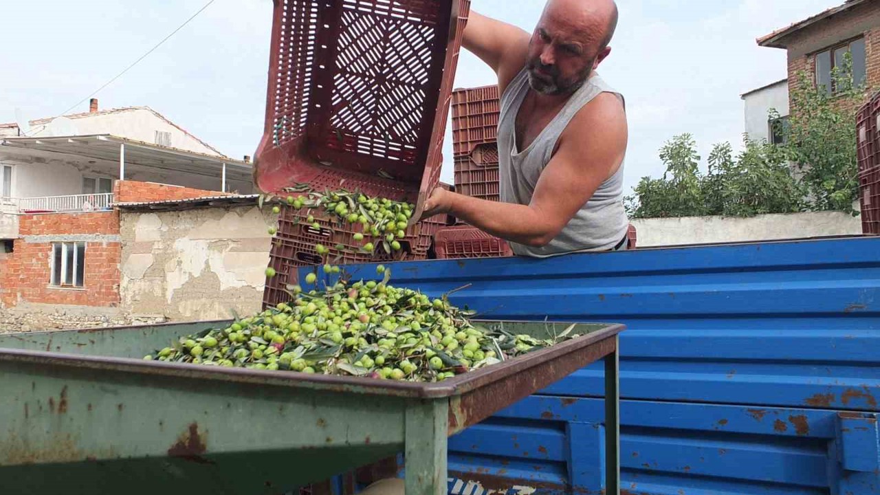 Balıkesir’de elekler kuruldu yeşil zeytin hasadı başladı
