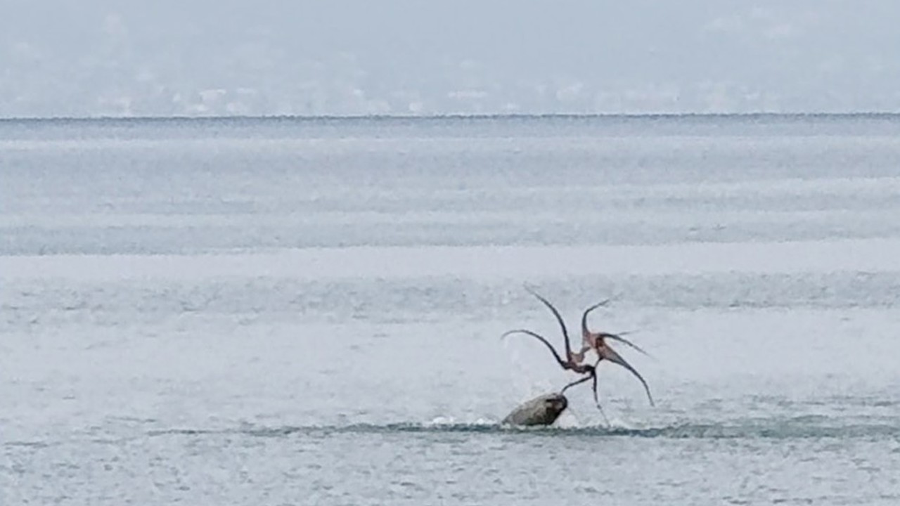 Çeşme sahilinde fokun ahtapot avı
