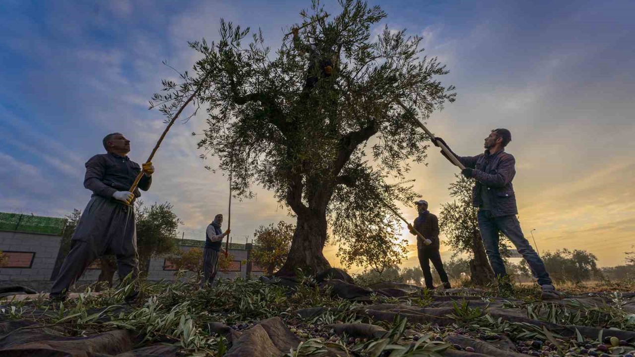Gaziantep ve bölgede zeytin hasadı başladı
