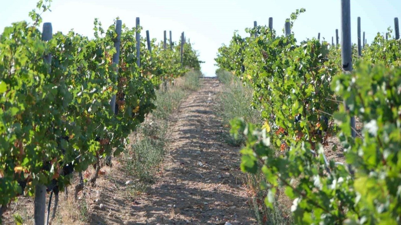 Kırklareli’nde zirai dondan etkilenen üreticilere destek ödemesi
