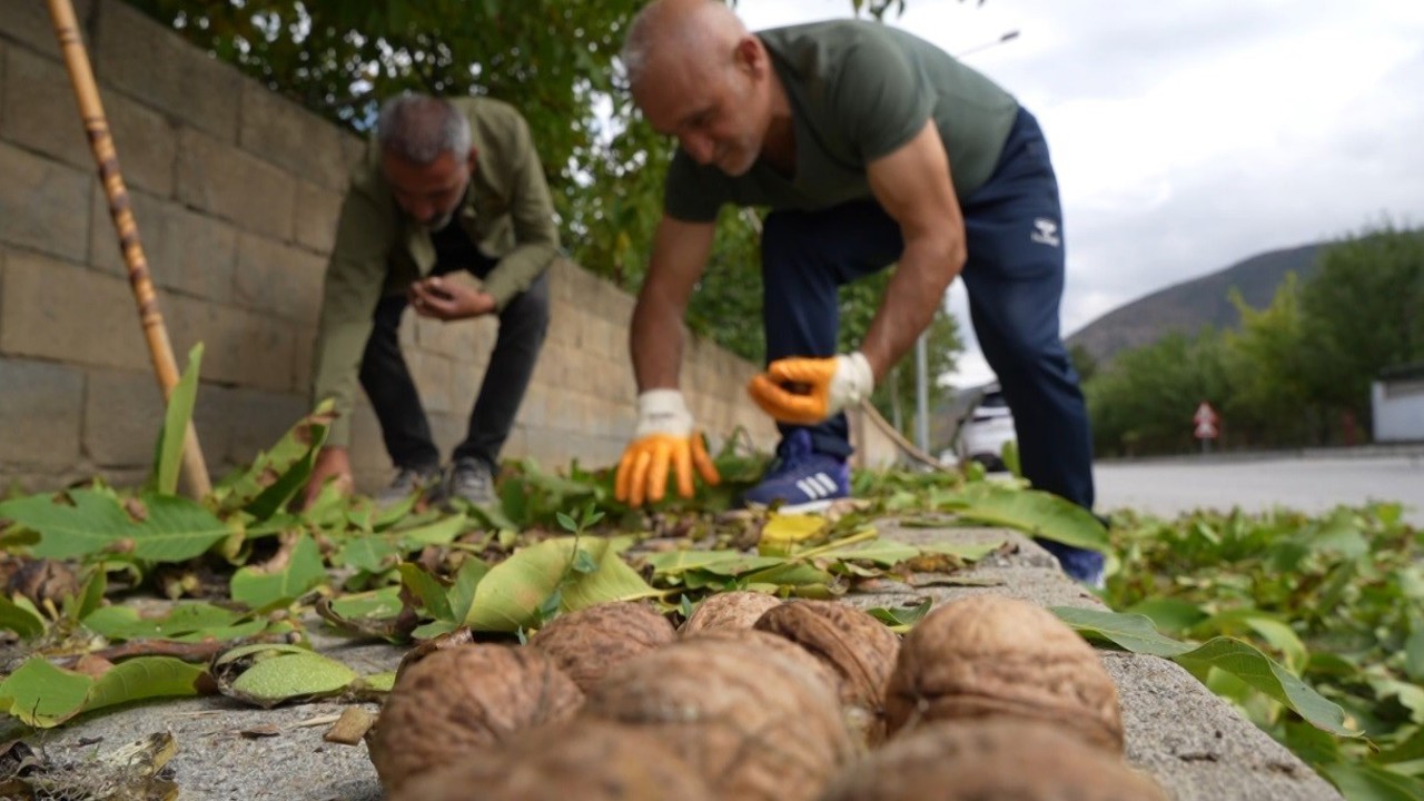 İnce kabuklu, dolu içli Erzincan cevizinde hasat zamanı
