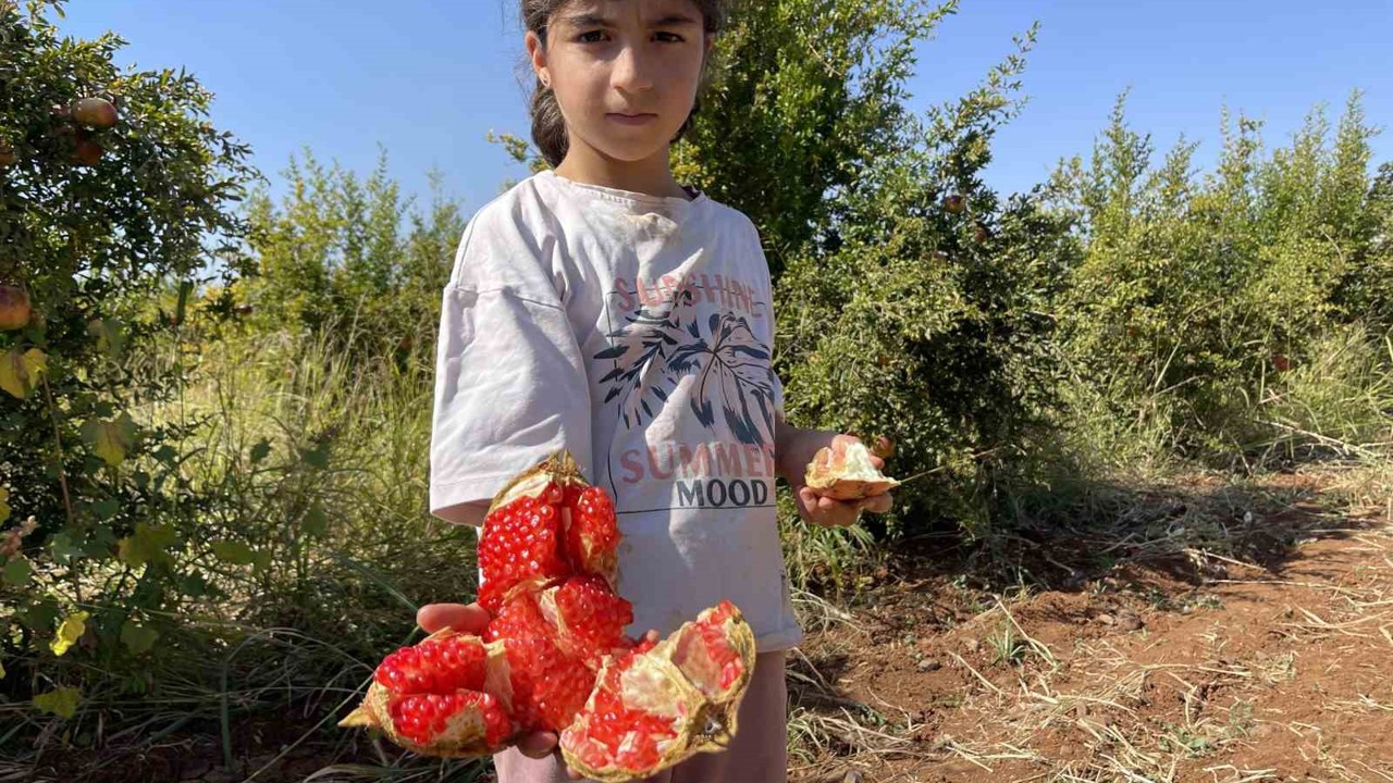 AB tescilli Suruç narında hasat dönemi başladı
