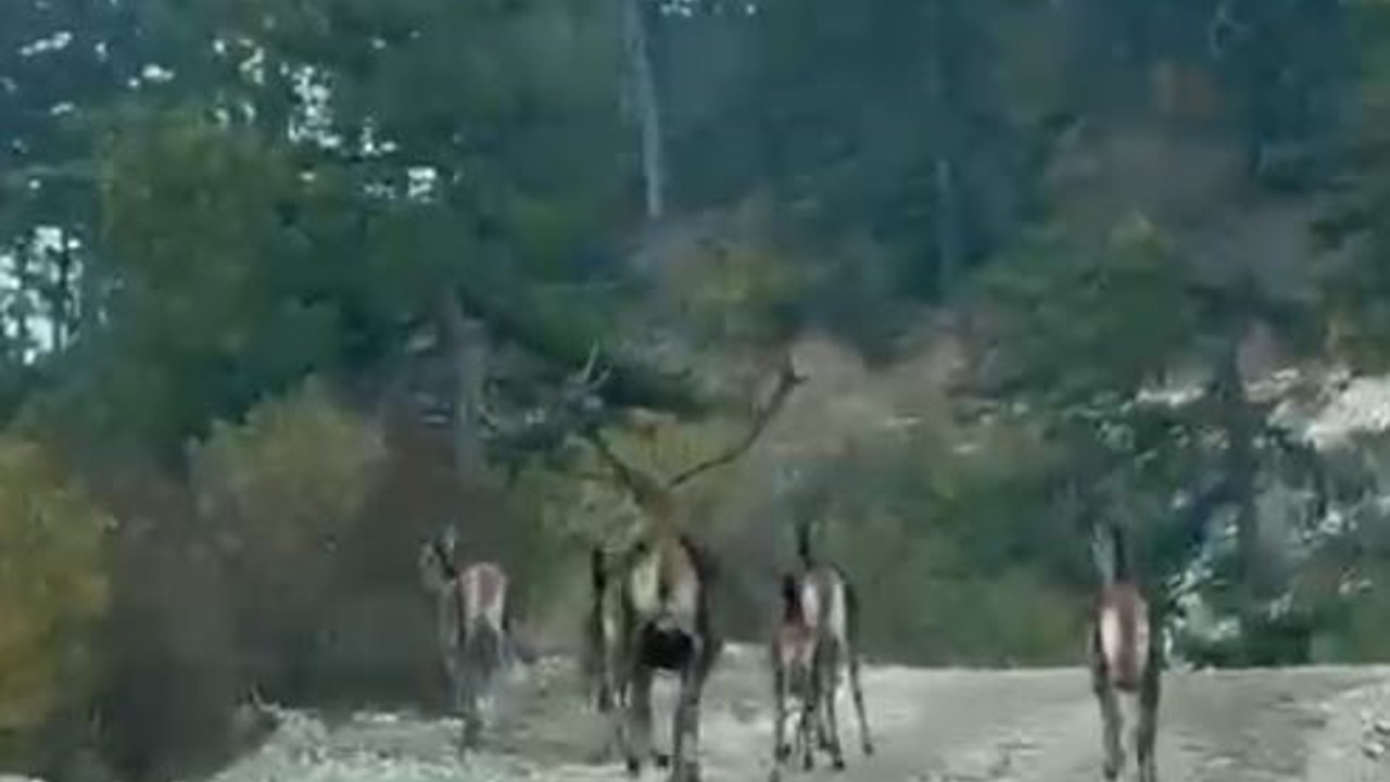 Göynük’te geyik sürüsü kameraya yansıdı
