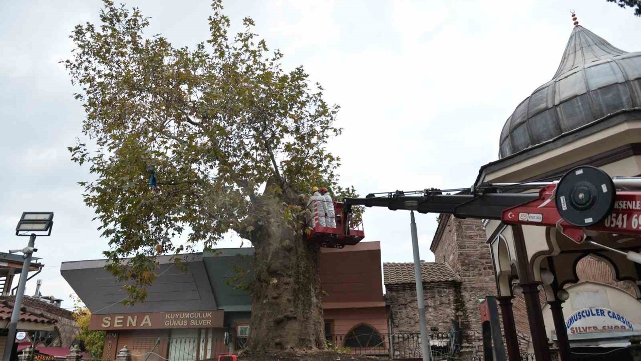 Bursa’nın asırlık çınarı koruma altına alındı

