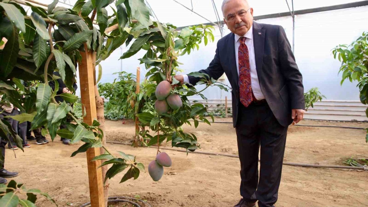 Tropik bitkilerden sebzeye: Öğrenciler seralarda deneyim kazanıyor
