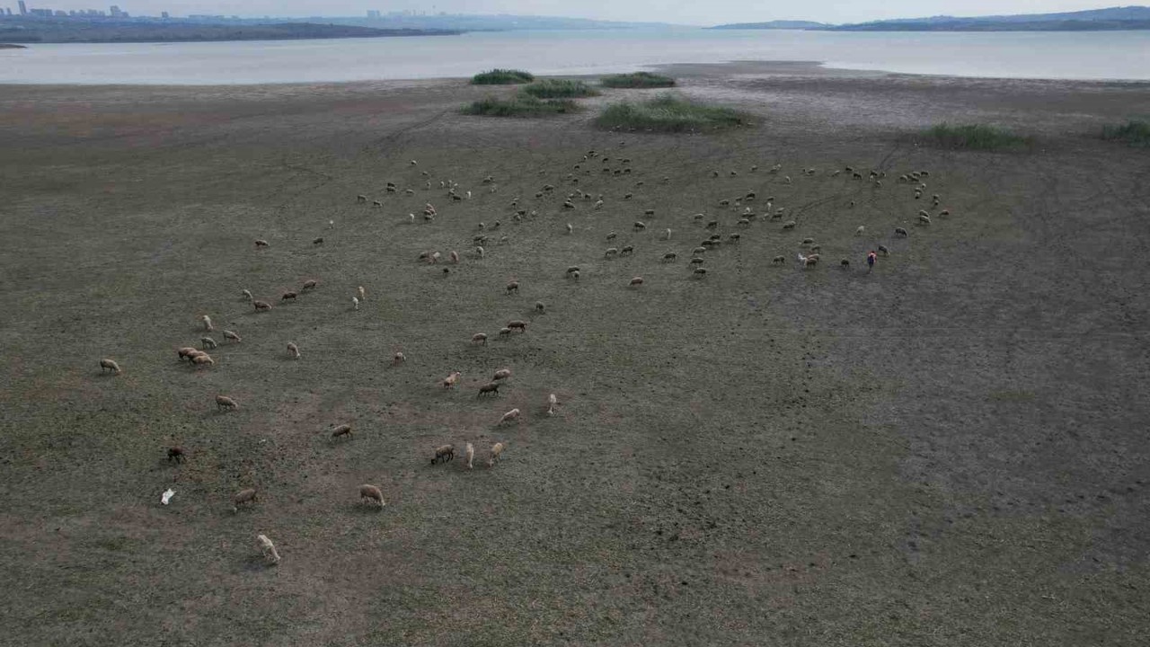 Büyükçekmece’de gölün büyük kısmı kurudu, koyunlar otlamaya başladı
