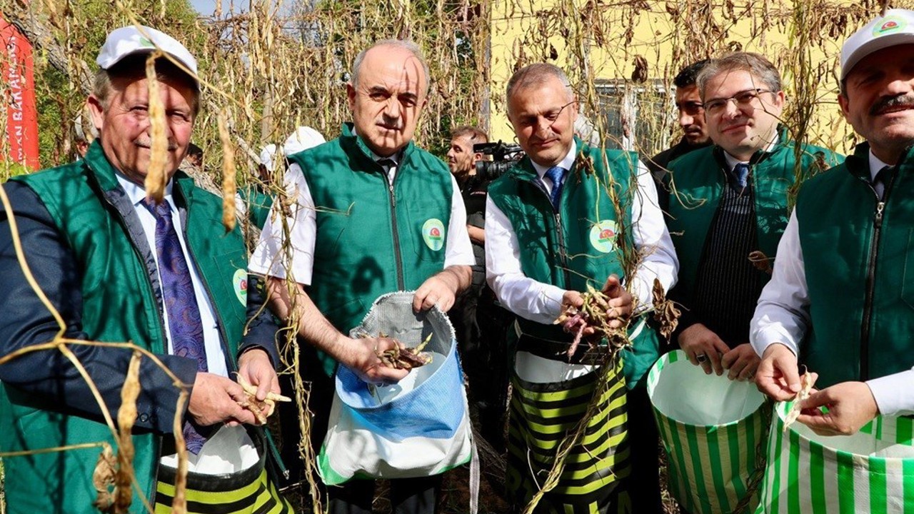Coğrafi işaret tescilli ‘Akkuş Şeker Fasulyesi’nde hasat başladı
