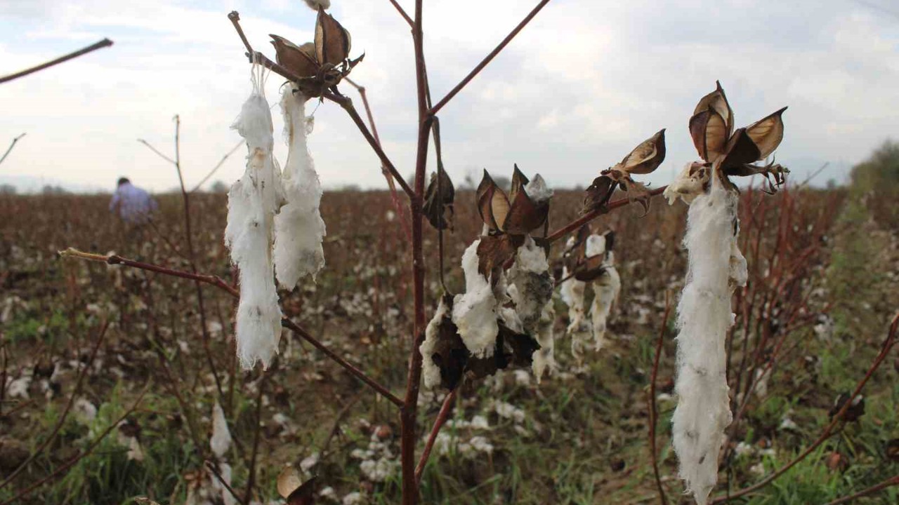 Aydın’da pamuk tarlalarını dolu vurdu
