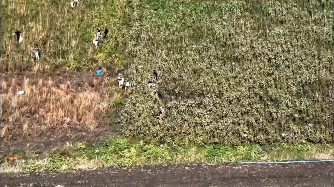 Uyuşturucu tarlasında bin 876 kök kenevir ele geçirildi: 3 tutuklama
