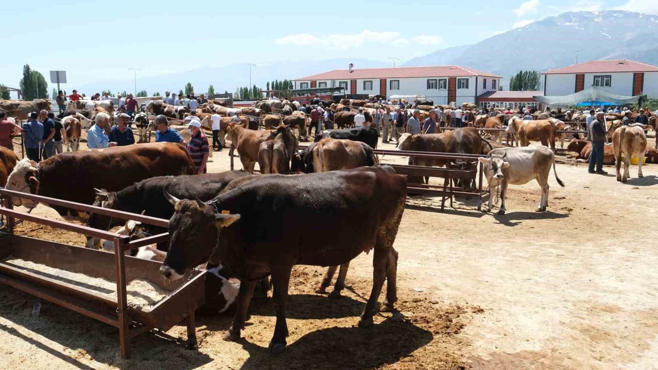 Refahiye’nin 34 köyünde şap karantinası
