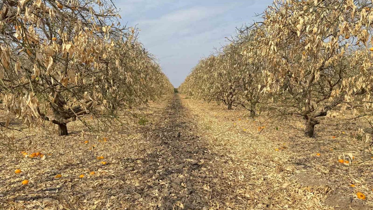 Doğan: "Greyfurt üreticileri de destek kapsamına alınmalıdır"
