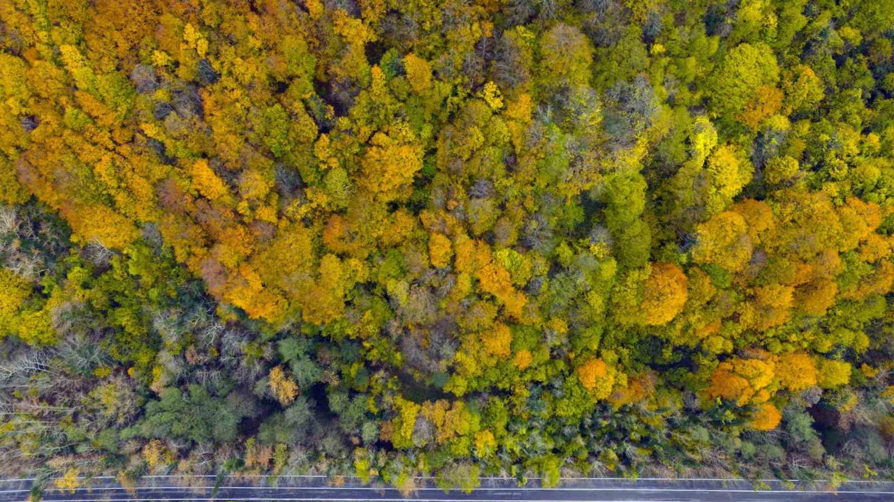 Ağaç tünel yol Safranbolu ve Amasra arasında köprü oluşturuyor
