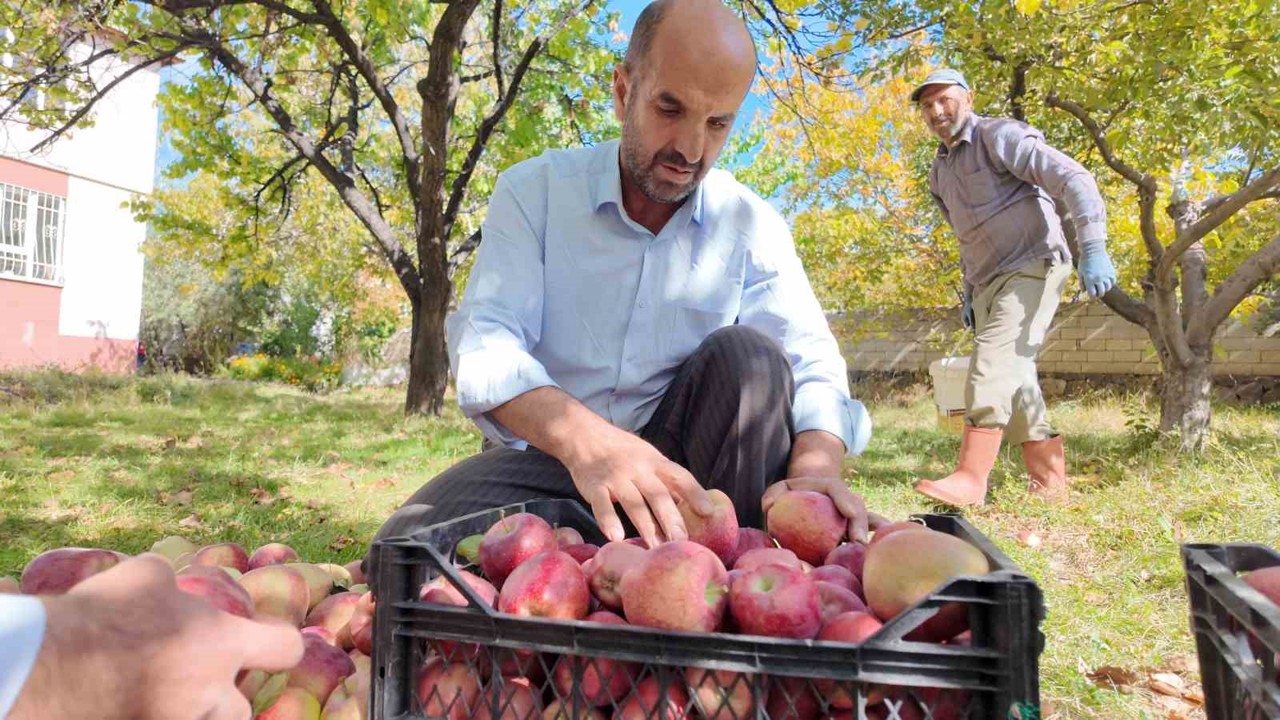 Kışlık elmalar dallardan indirilmeye başlandı
