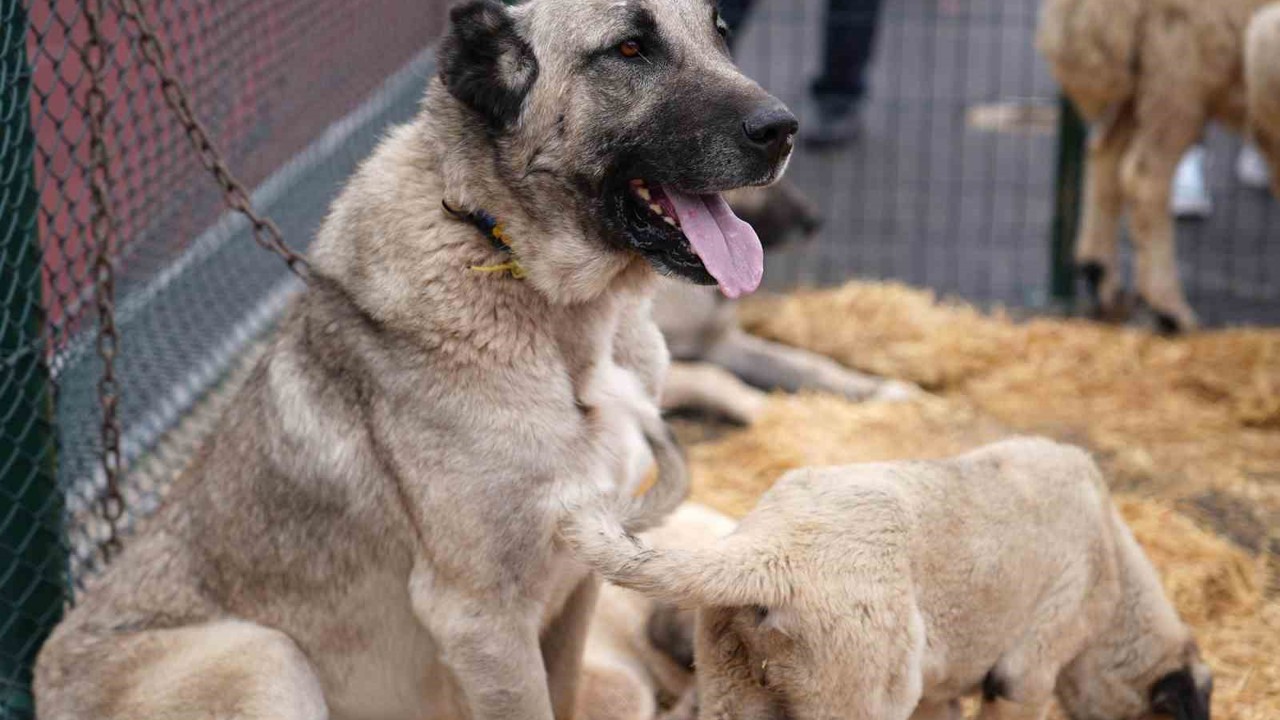 Keçiören’de "Anadolu’ya Açılan Kapı Sivas Günleri" başladı
