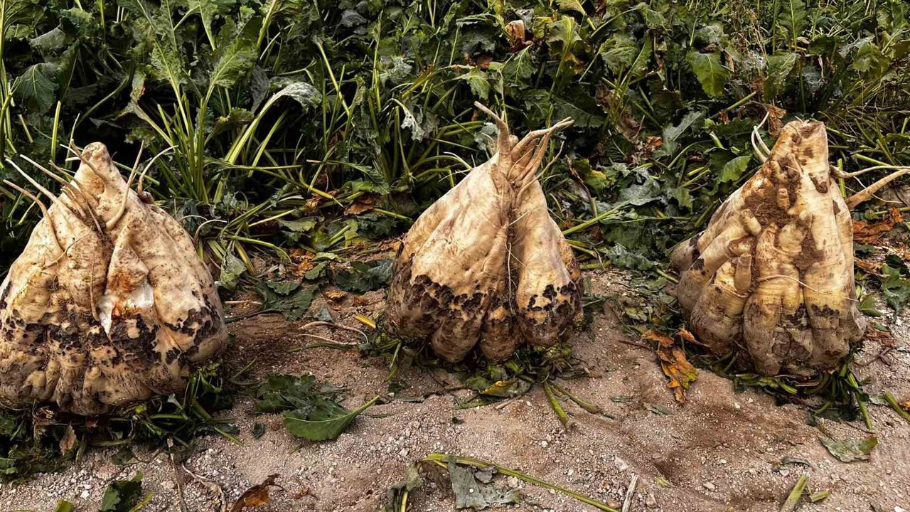 Hasat edilen 24 kiloluk şeker pancarları şaşırttı
