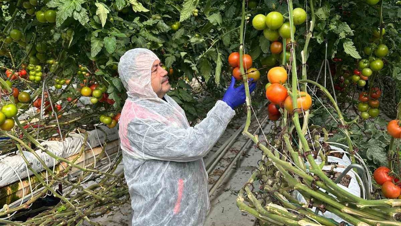 Domateslerde virüs incelemesi yapıldı
