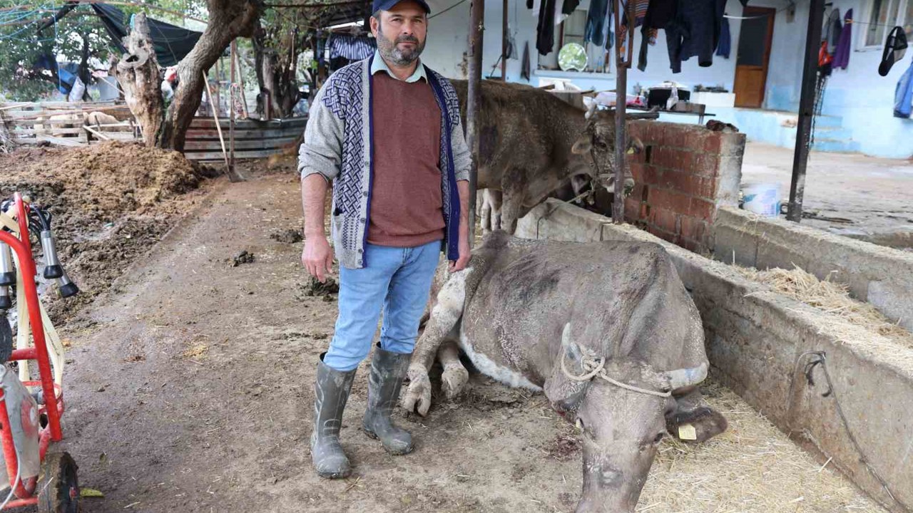 Hayvanları sele kapılan Aktaş: "Adam boyu sel geldi"
