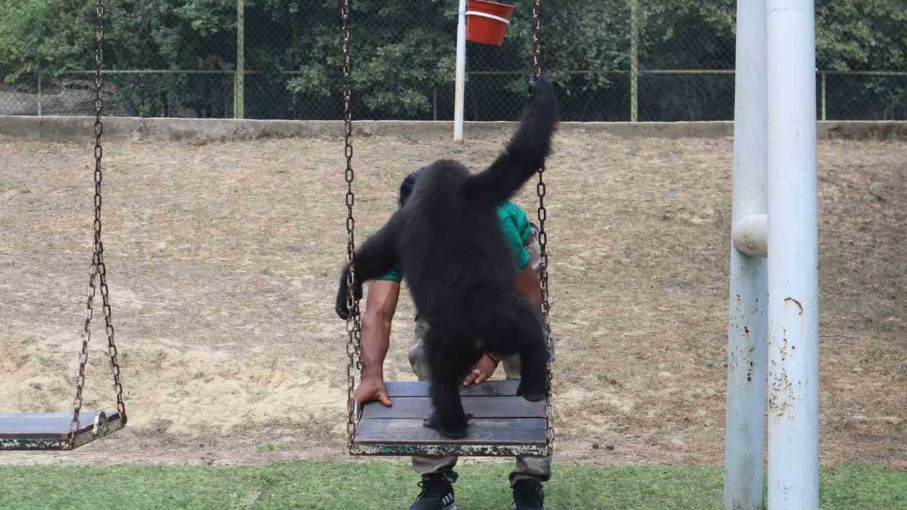 Yasak ticaretten kurtuldu, DNA testiyle kaderi değişti: Yavru goril Zeytin Türkiye’de kalacak
