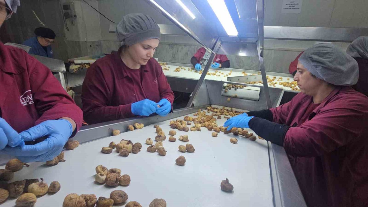 Nazilli Ticaret Odası’ndan incir için birlikte hareket etme çağrısı
