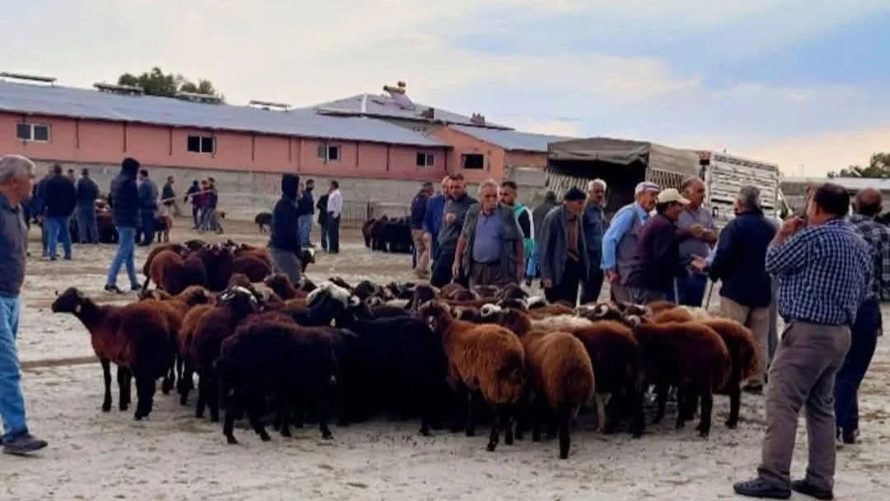Iğdır canlı hayvan pazarı yeniden açıldı
