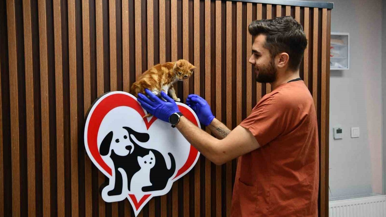 Balıkesir’de can dostlar Büyükşehir eliyle güvende
