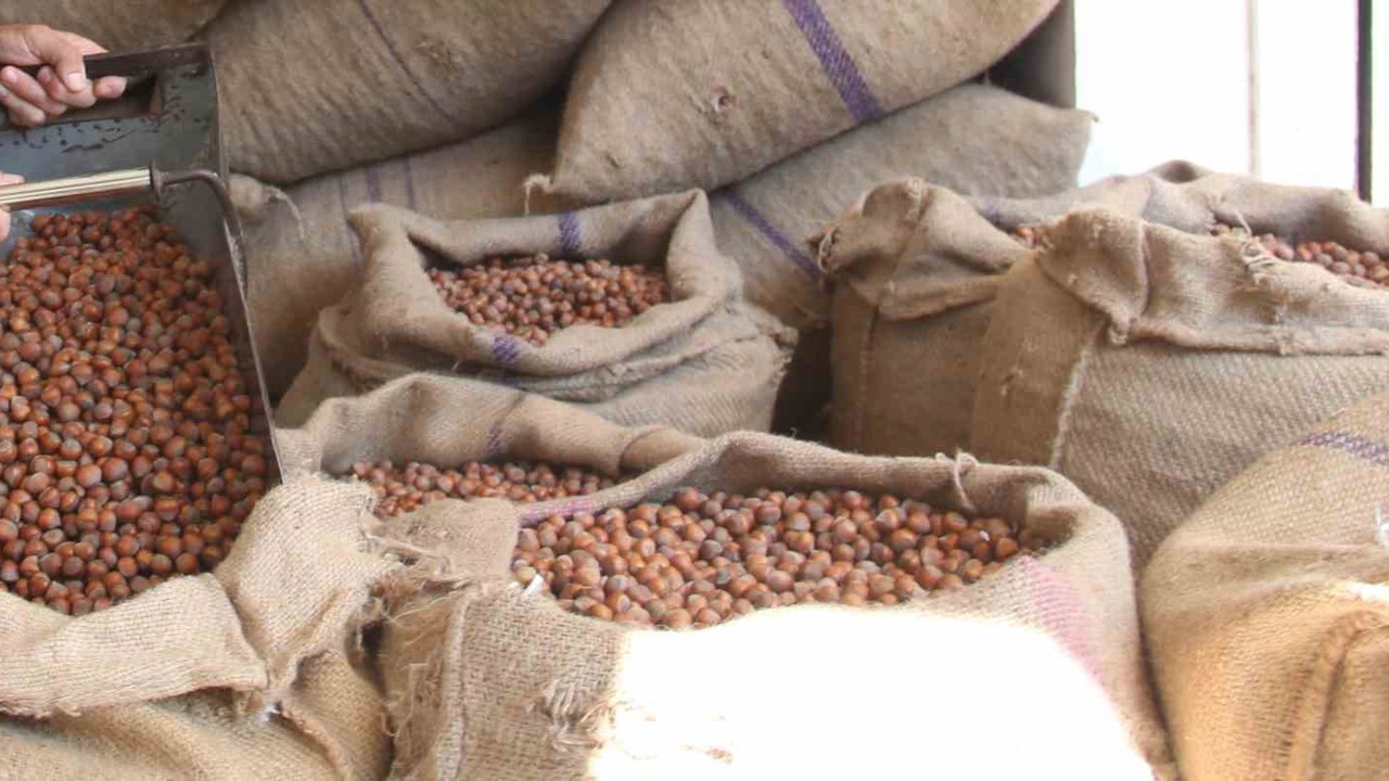 Fındıkta üreticinin 400 lira hedefi başka bahara kaldı
