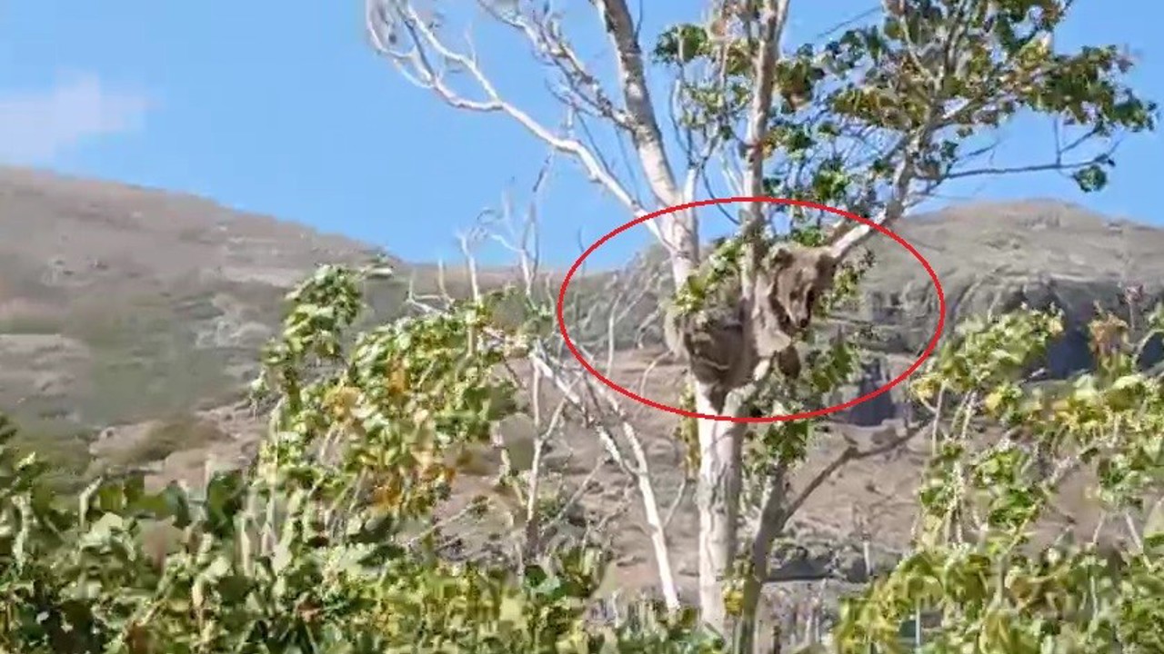 Bayburt’ta bir köyü alarma geçirmişti: Köpeklerden kaçan yavru ayı bu kez ağaç üstünde görüldü

