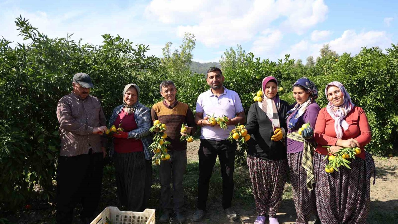 En ucuz meyve: Mandalina bahçede 8 TL’ye kadar düştü
