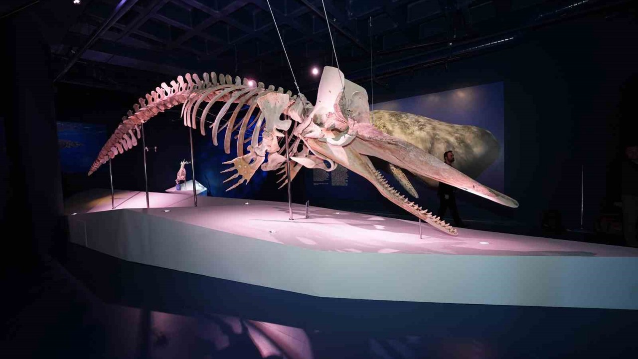 Türkiye’nin ilk Balina iskeleti sergisi yoğun ilgi görmeye devam ediyor
