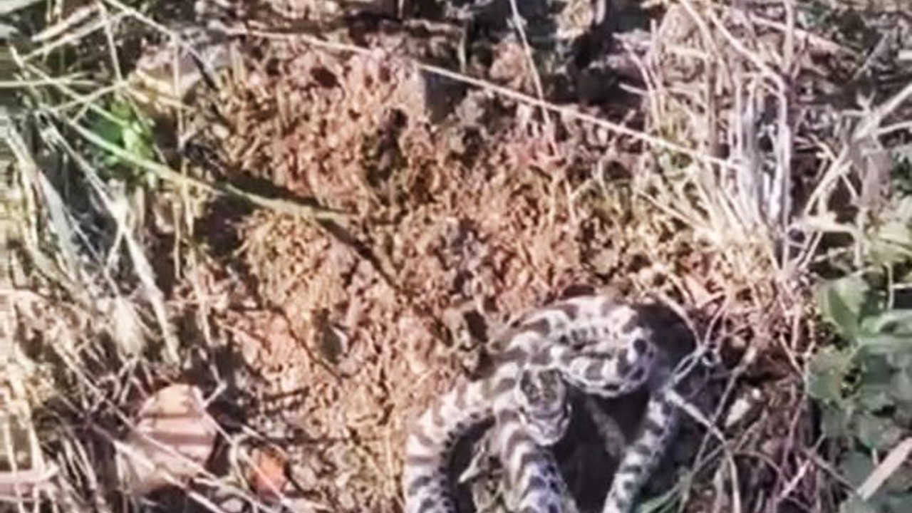 Mantar ararken dünyanın en zehirli yılanlarından engerekle karşılaştı
