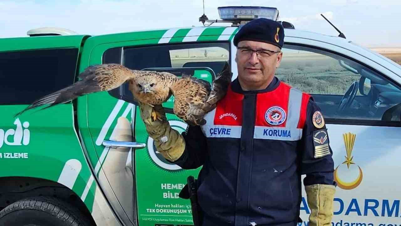 Yaralı kızıl şahin koruma altına alındı
