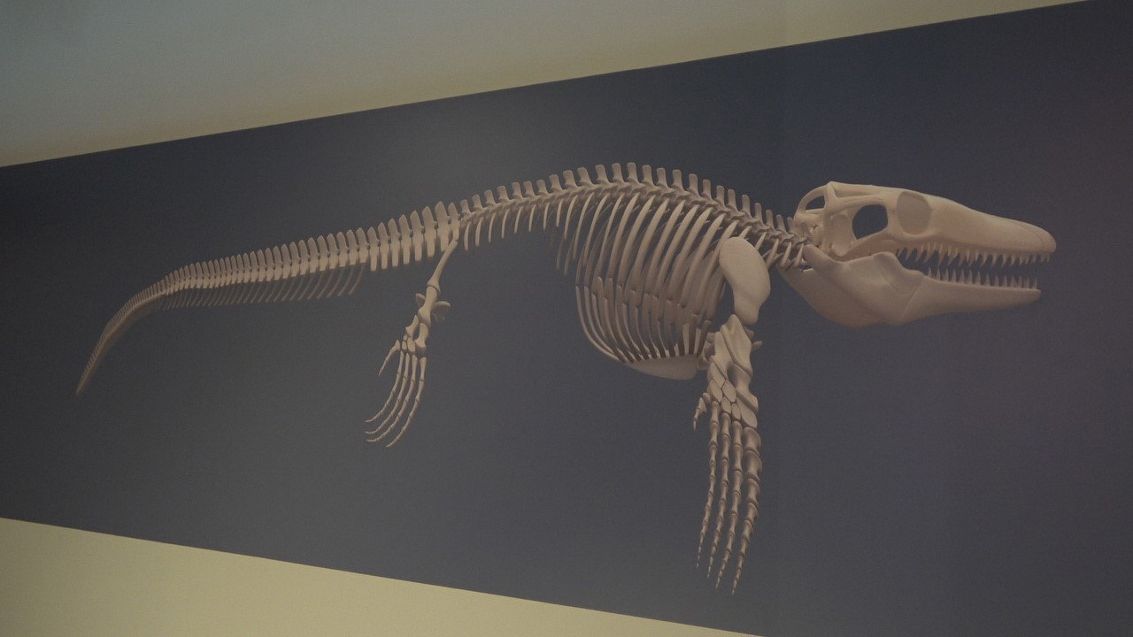 Türk profesör, Asya’da ilk kez keşfedilen "denizlerin dinozoru"nu anlattı
