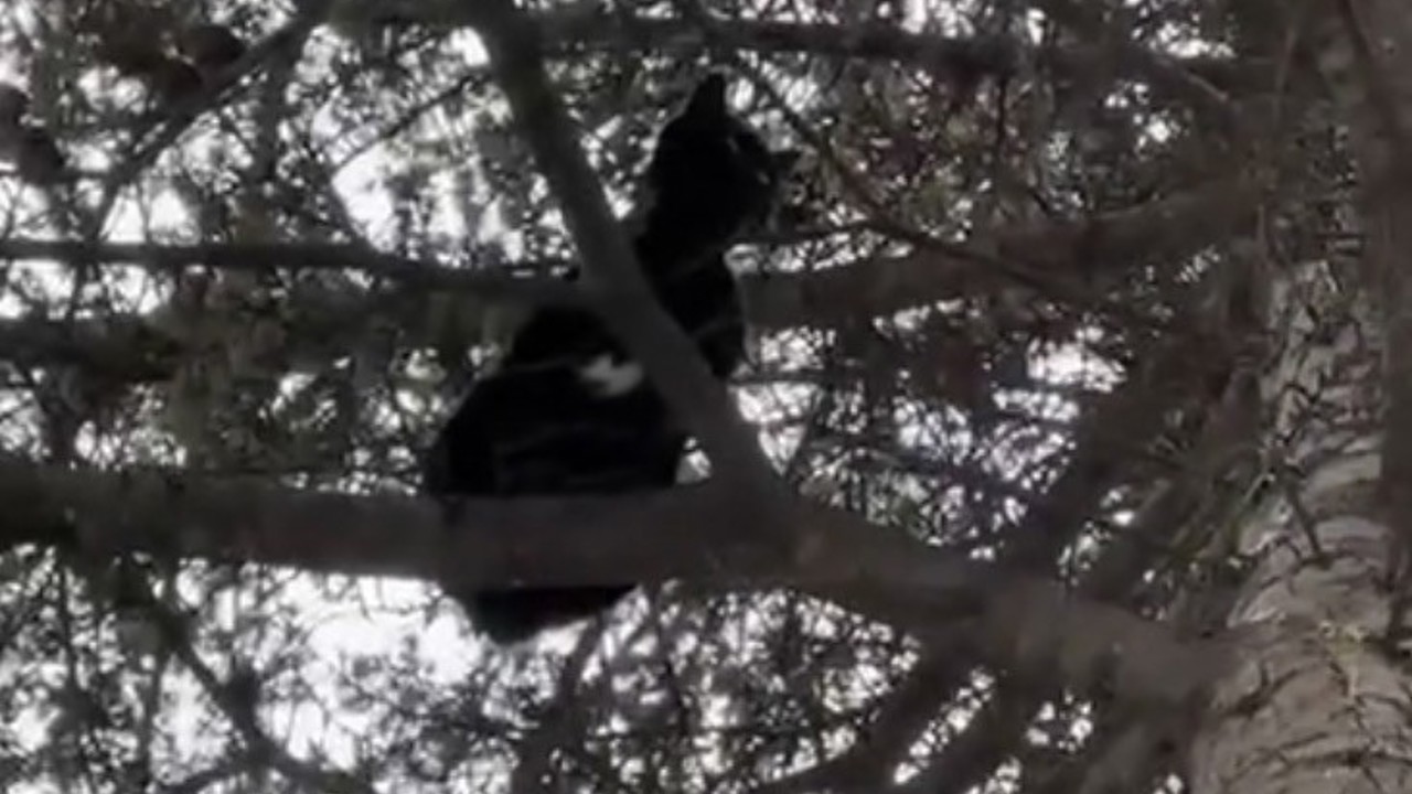 Ağaçta mahsur kalan kedi, itfaiye ekiplerince kurtarıldı
